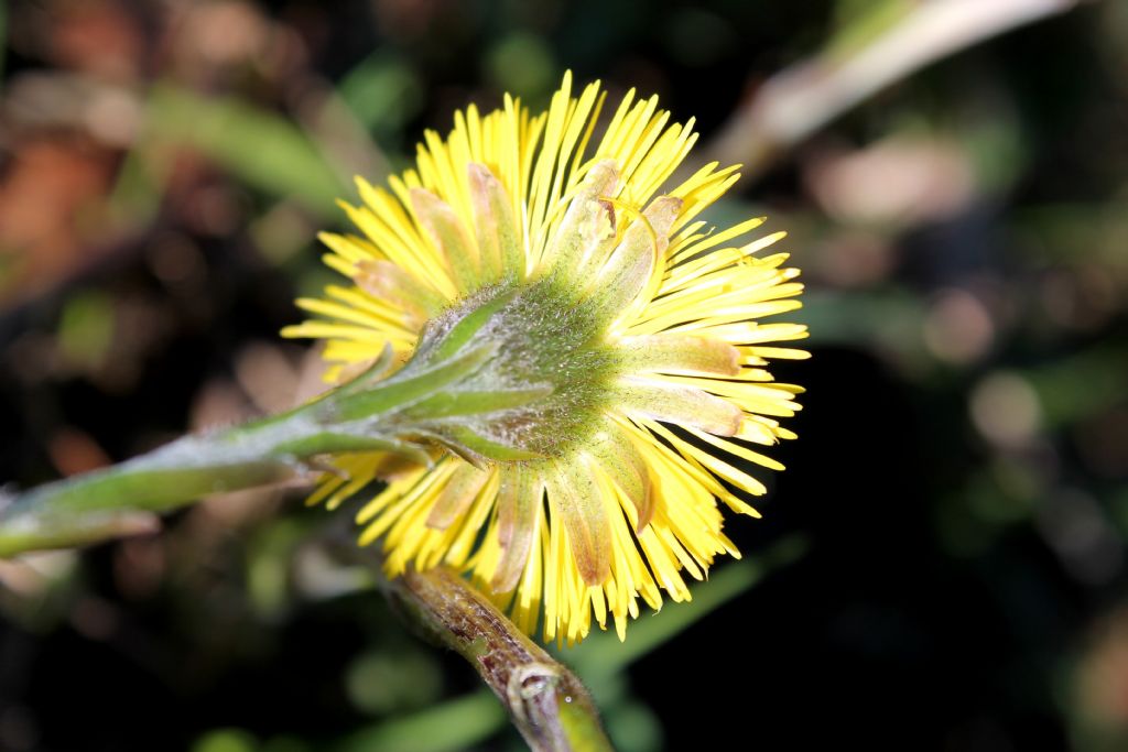 Tussilago farfara / Tossilaggine